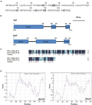 A novel hydrophobin encoded by hgfII from Grifola frondosa exhibiting excellent self-assembly ability